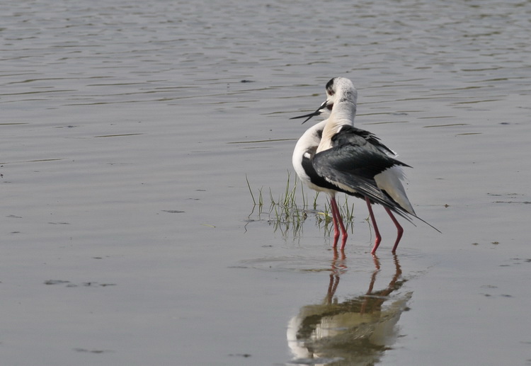 Il B.B. del Cavaliere - Himantopus himantopus L.